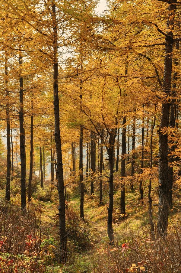 Comment se préparer pour un camping avec des animaux de compagnie en région forestière?